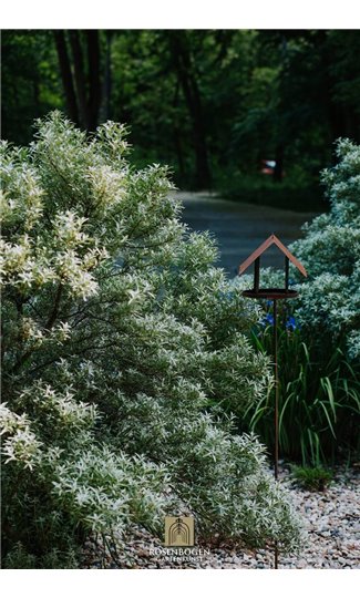 Garden decoration VOG