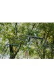 Garden Arch PREMIUM LEA Spitze