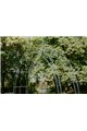 Garden Arch PREMIUM HANNAH