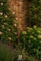 Trellis NIKLAS