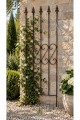 Climbing support Rose