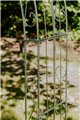 Wall Garden Arch Lea Spitze