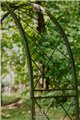 Garden Arch LILLY