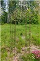 Garden Arch ALEX Rund