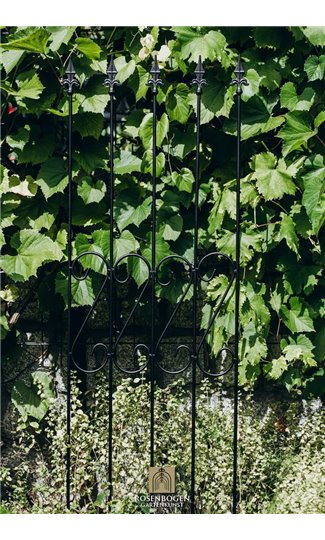 Climbing support Rose