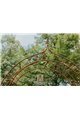 Garden Arch ALEX Lilie Spitze